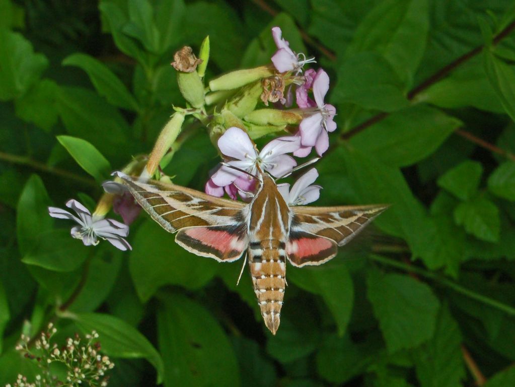 Galleria di insetti in volo